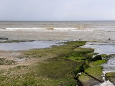 there is a large body of water with green algae growing on the rocks and sand