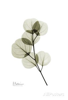 three white leaves are shown against a white background