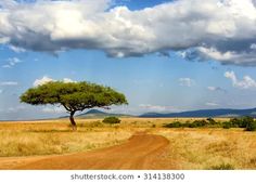 a dirt road in the middle of an open field with a lone tree on it