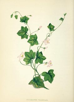 an illustration of a plant with pink flowers and green leaves