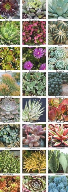 many different types of plants with the words identification of house plants by pictures