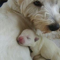 a small white dog laying next to a baby lamb