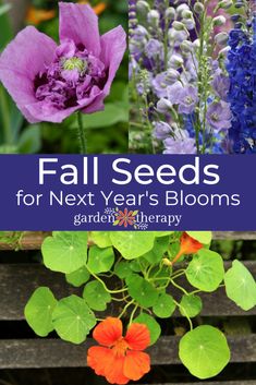 four different types of flowers with the title fall seeds for next year's blooms