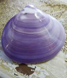 a large purple shell sitting on top of a table