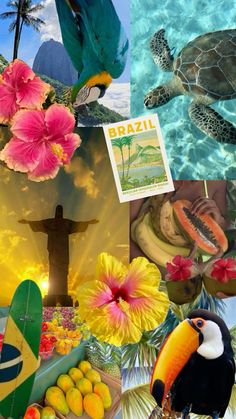 the collage shows tropical scenes with flowers, fruit and a toucan in the foreground