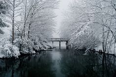 a river surrounded by trees covered in snow