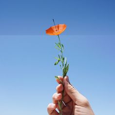 a person holding an orange flower in their hand with a blue sky background behind them