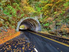 a road going through a tunnel in the middle of some trees with leaves on it