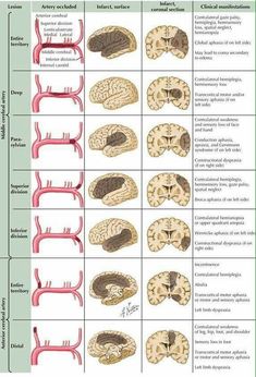 the human brain is divided into different sections, including the cerebratory and peripheral areas