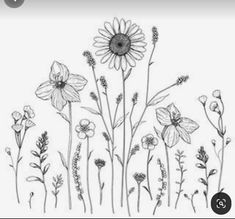 a drawing of flowers and plants with the words, how to draw wildflowers