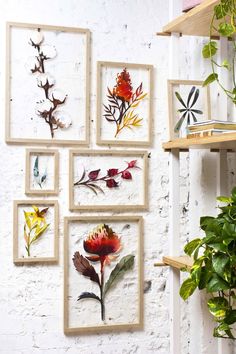 there are many framed flowers on the wall