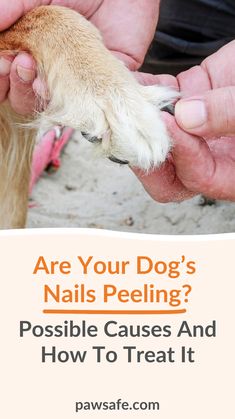 Seeing a dog's nails peeling will make any animal lover wince. But why do dog claws lift and peel, and what should you do about it? #dogsnailspeeling #howtotreatdogsnails #clawcare Nail Falling Off, Split Nails, Nail Fall, Cracked Nails, Peeling Nails, Bad Nails, Nail Problems, Nail Vitamins, Quick Nail