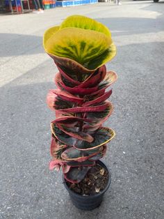 a potted plant with many different colored leaves