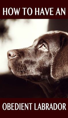 a close up of a dog's face looking off into the distance