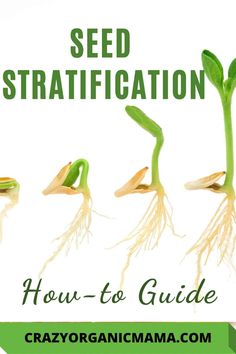 seed stratfication how to guide