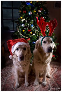 two dogs wearing christmas hats in front of a christmas tree with reindeer antlers on it