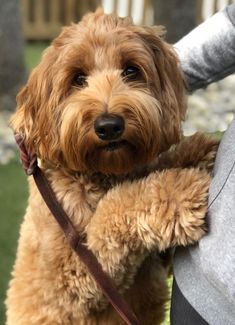 a brown dog is holding on to its owner's arm while she holds it in her other hand