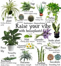 a poster with various houseplants and their names