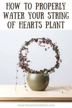 a potted plant with the words how to properly water your string of hearts plant