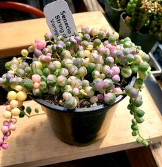 a potted plant with tiny pink and green flowers in it sitting on a wooden table