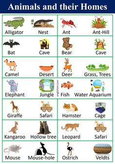 an animal and their homes chart with animals, plants, and other things in it