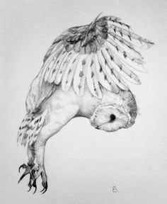 a drawing of an owl with its wings spread