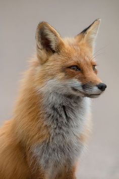 a red fox sitting on top of a cement ground