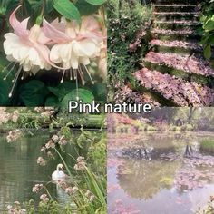 pink nature is shown in this collage with flowers and plants around it, along with steps leading up to the water's edge