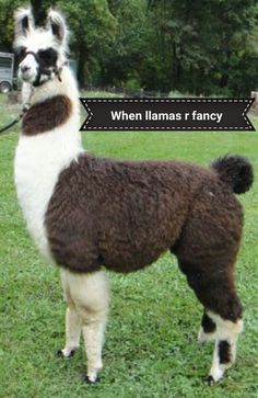 a brown and white llama standing on top of a lush green field