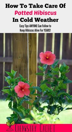 a pink flower in front of a wooden fence with the title how to take care of potted hibiscus in cold weather