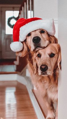 two golden retrievers wearing santa hats are peeking out from behind a wall in the hallway