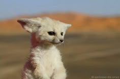 a small white animal standing on its hind legs in the desert looking at the camera