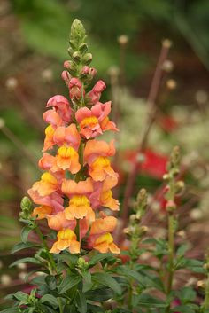 an orange and yellow flower is in the middle of some green plants with red flowers