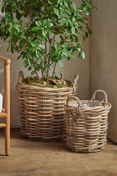 a small tree in a wicker basket next to a smaller planter and chair