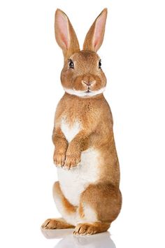 a brown and white rabbit sitting on its hind legs with the words kek kids above it