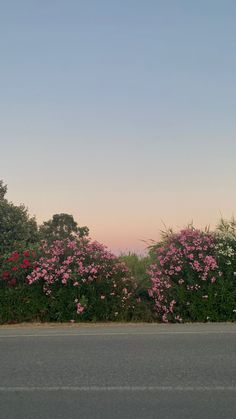 pink flowers line the side of a road