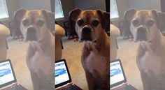 a dog sitting in front of a laptop computer