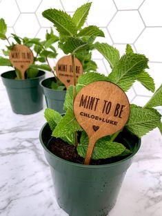 three potted plants with wooden signs that say, mint to be and chocolate like