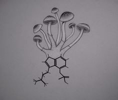 a drawing of several different types of mushrooms