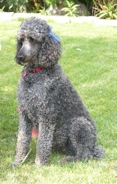 a dog sitting in the grass next to a frisbee