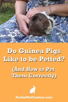 a woman holding a guinea pig in her lap with the caption do guinea pigs like to be petted? and how to pet them correctly