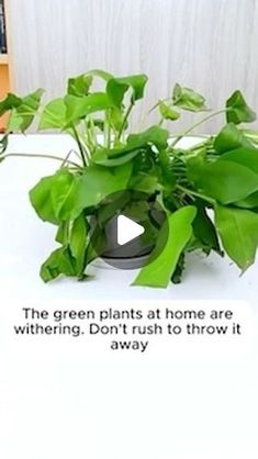 a white table topped with lots of green plants