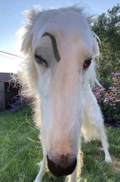 a white horse with black markings on it's face is standing in the grass