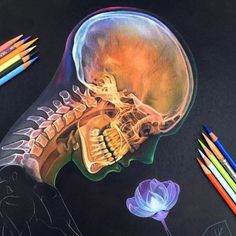 a drawing of a human skull with colored pencils next to it