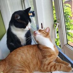 an orange and white cat laying on top of a window sill next to another cat