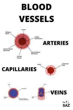 blood vessels are labeled in the diagram below, with captions to describe their functions