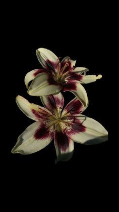 three white and red flowers on a black background with water reflection in the foreground