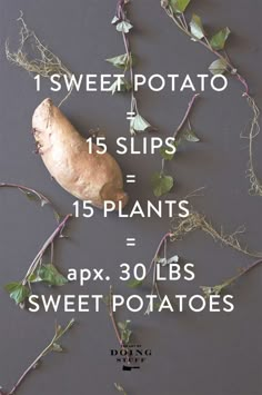 a poster with the words sweet potato, 15 slips = 15 plants = aprx 30lbs sweet potatoes