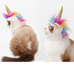 two cats wearing unicorn hats and one cat is looking at the same person's face