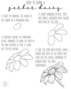 the instructions for how to draw daisies